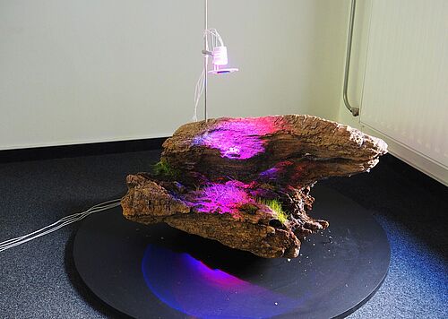 Ein Stück Holz mit Moos wird von einer Pflanzen-Lampe beleuchtet