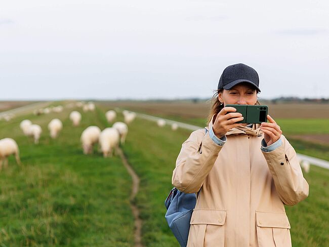 Eine Frau fotografiert auf einem Deich Schafe.