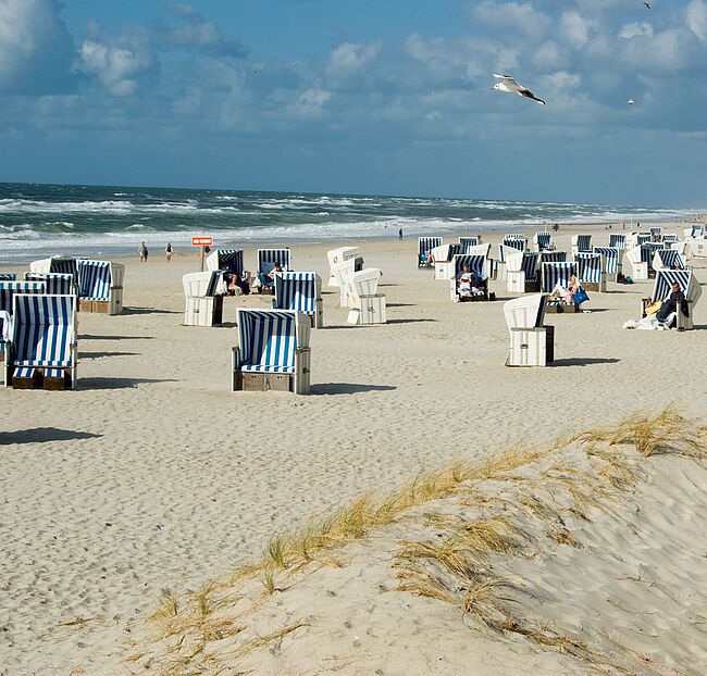 Blau-weiße Strandkörbe am Nordseestrand mit Dünen